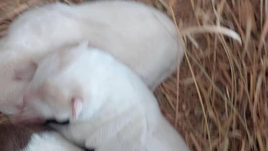 kohati gultair puppies