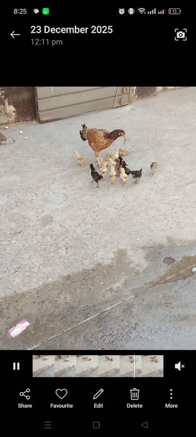 Aseel chicks pure mianwali