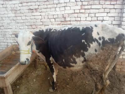 JiCross cow for urgent sale