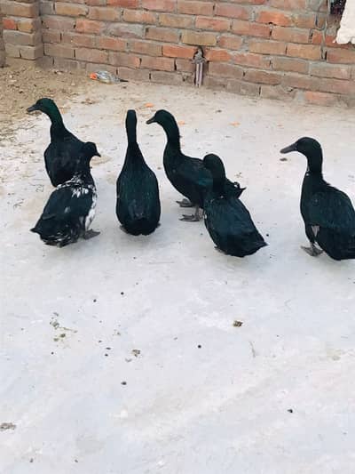 Cayaga Ducks available and eggs available
