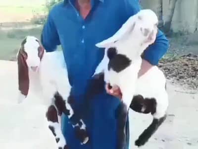 2 Bacchon Ka Sath Desi Bakri For Sale/ 03147608930