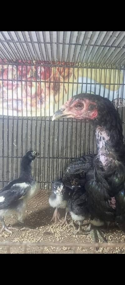 pure panas pakoy  chicks nec foulding nec loker