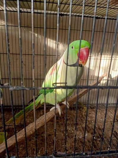 wild Raw Breeder Male