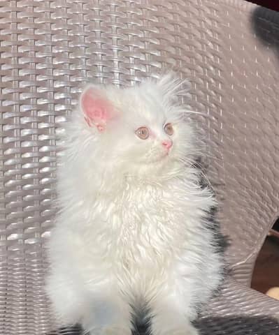 Persian kitten for sale Punch tiger face triple couted, Long hair