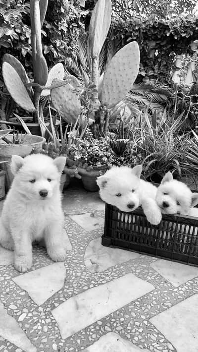 Siberian Husky Puppies