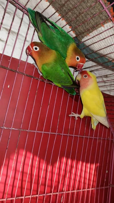 lateno male for sale 1500