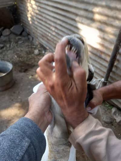 MashaAllah home breed Bakra Desi Aandoo