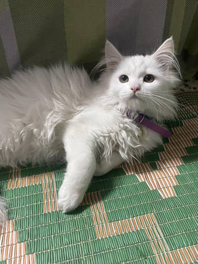 Persian white kitten.
