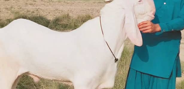 Bakra for sale +03291198926