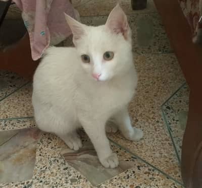 Pure brede Persian kittens available. Having long, silky hair's