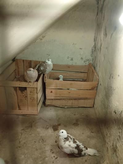2 pairs of Doves