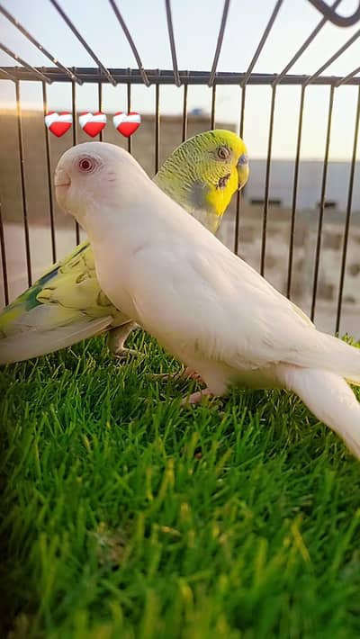setup for sale budgie pair with eggs and folding cage