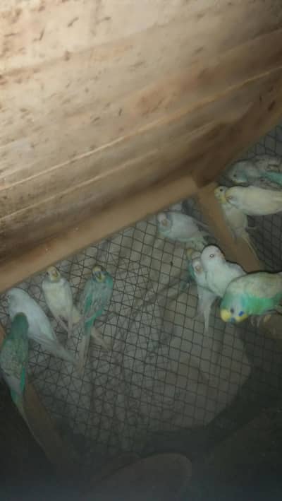 parrots for sale egg laying
