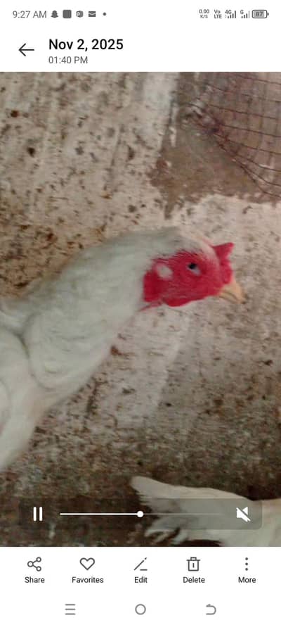 Aseel heera breeder female for sale 03236111200