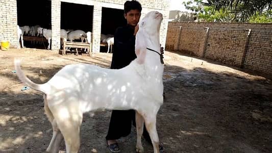 Rajanpuri Bakra hai Call Me _03425820107