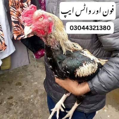 Aseel |Mianwali|Jawa| lakha|mushki murghi |chicks |eggs |03044321380
