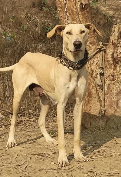 lappi gultair 29 inch height breeder female for sale