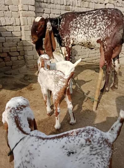 3 Bacchon Ka Sath Desi Bakri For Sale (Call "_03274970754)