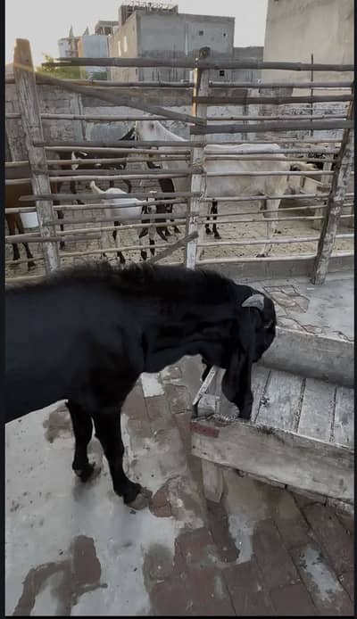 Black Breader Bakra Amersari