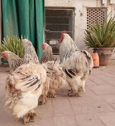 Light Columbian brahma Breeders
