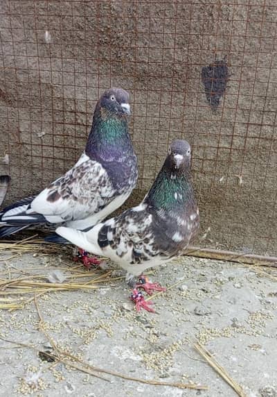 Amarsary Lal dago waly