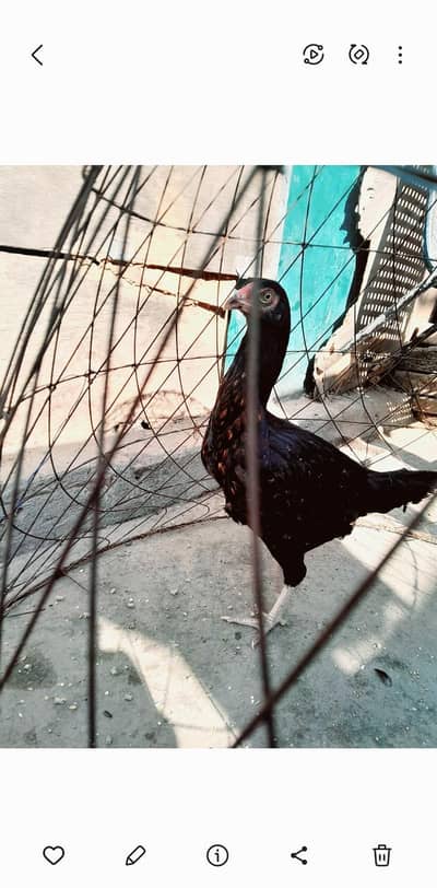 desi/aseel chik/hen/pathi/patha