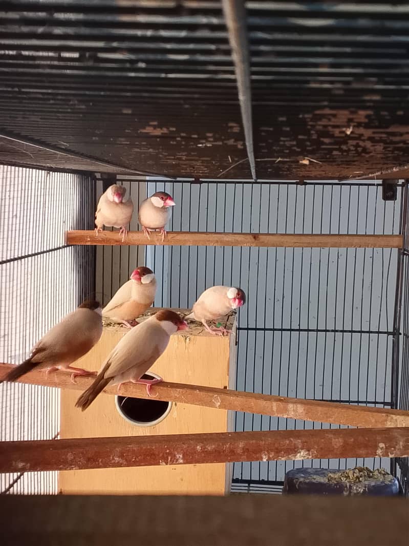 Fawn Java Breeders pairs 1