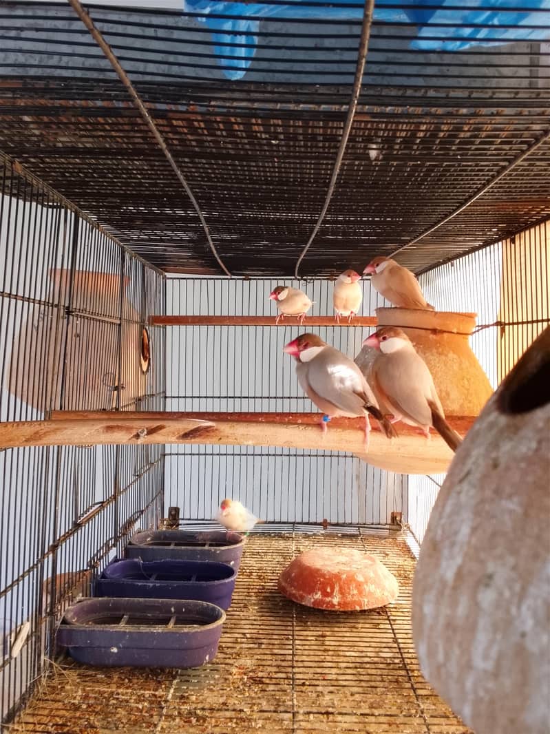 Fawn Java Breeders pairs 2