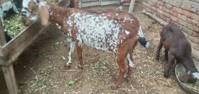 پونے تین ماہ کی گھبن بکری اوکاڑہ شہر میں