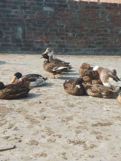 Desi Ducks | Urgent Sale | 03454540462