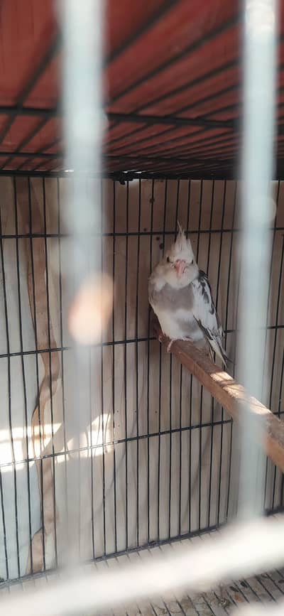 cocktail parrot chicks and pathay