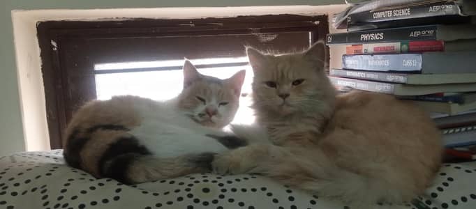 two Persian cats