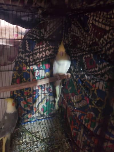 masallah sa sab active ha