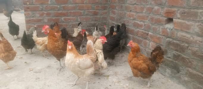 Egg wali hens Dastyaab hain 03441403150