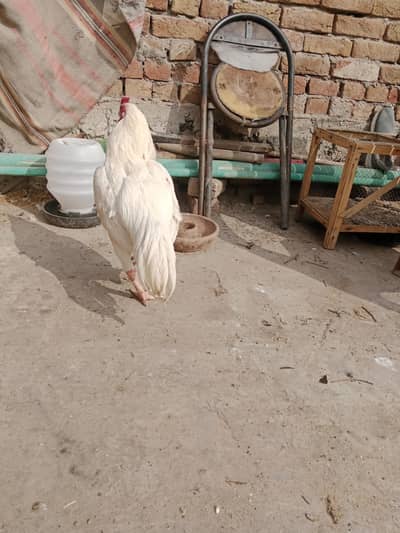 Paper white nar or 2 madya for sale