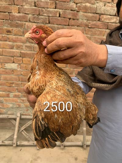 Adnan Aseel 03076748257