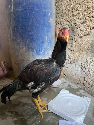 aseel murga. location korangi dhai number.