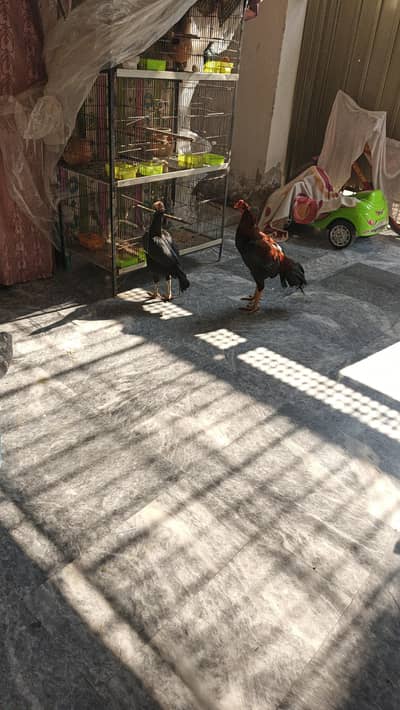 aseel hens pair hai serious hi rabta kry