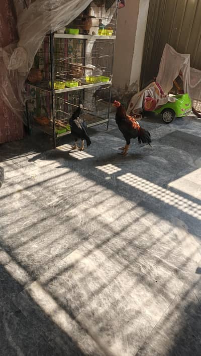 aseel hens pair haii