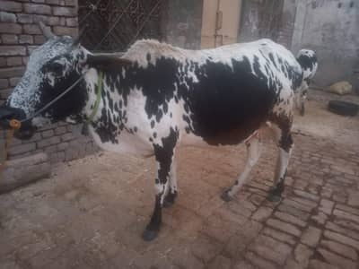 cow for sell