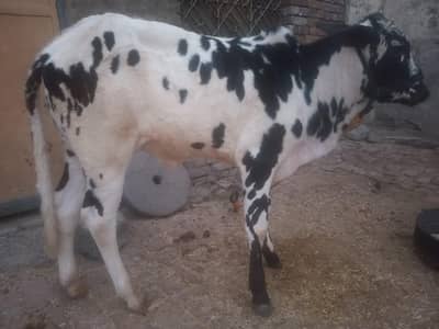 cow for sell
