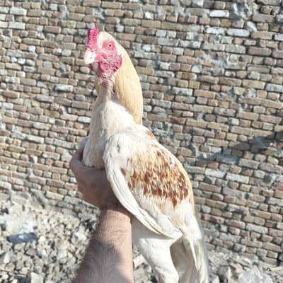 pure Quality Aseel murga