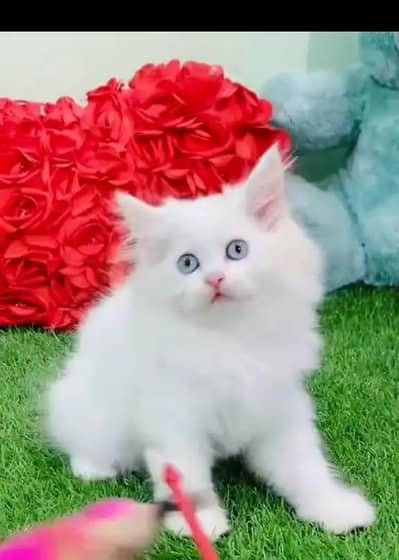 Persian female kitten for sale 0320-24_100_47Whatsapp number