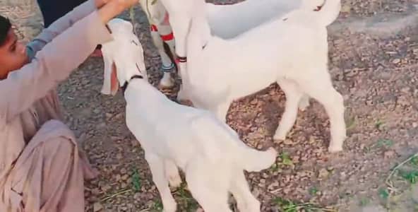 3 Bacchon Ka Sath Desi Bakri For Sale/ 03425820107