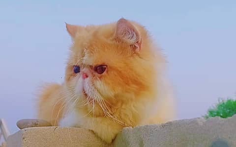 peki CFA bloodline male available