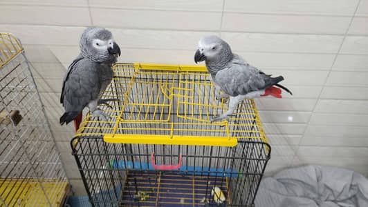 African grey parrot 5 month age contact=0342-4245-750