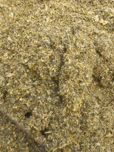 Bahariya corn silage