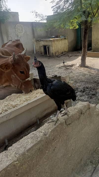 mushki madi 5 bacho ke sath