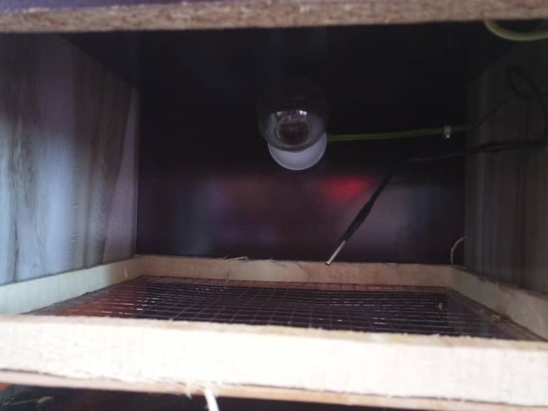 hatching machine available 6