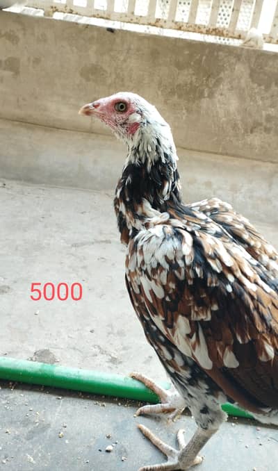 Aseel hen urgent for sale